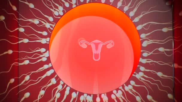 Obrázek dělohy ženy, ke které se přesouvá mnoho spermotoidů. — Stock video