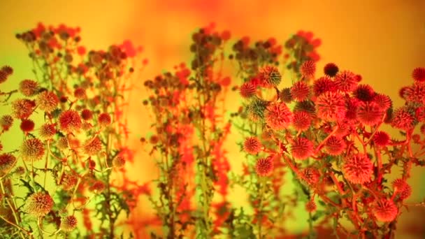 Detailní záběr ostnatých rostlin ve skleníku. — Stock video