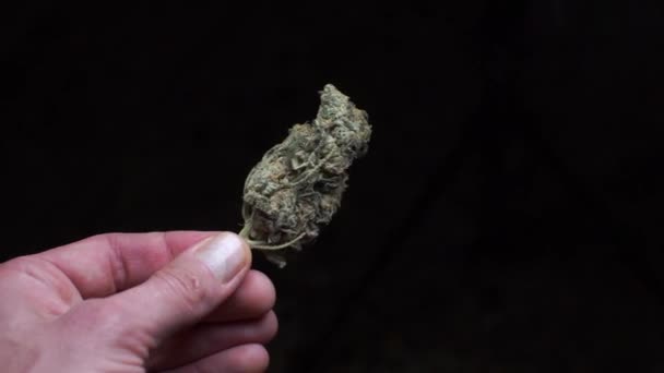 Drogendealer demonstriert Droge Cannabis — Stockvideo