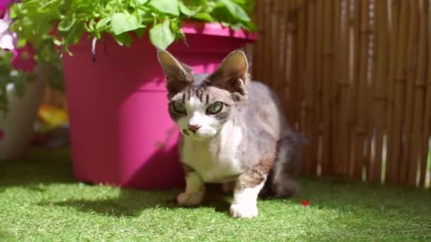 Gato que caza, hace un movimiento — Vídeos de Stock