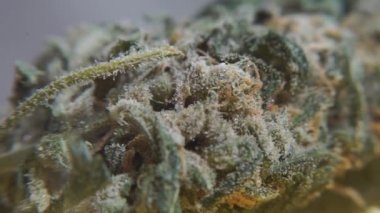 Uyuşturucu kullanımından önce kenevir çiçeğinin yakın plan çekimi