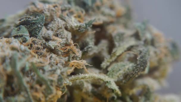 Macro shot van de drug in het laboratorium, marihuana plant — Stockvideo