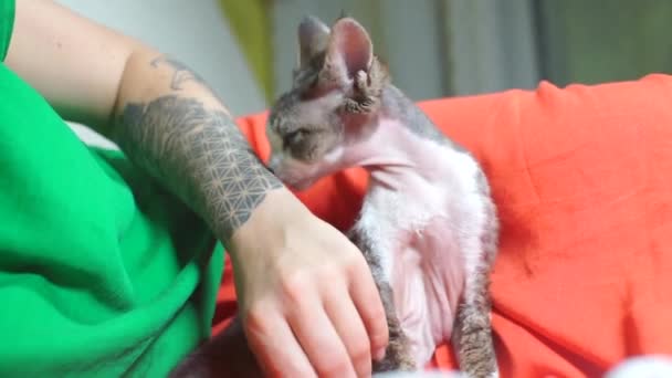 Tamkatt slickar en tatuering till konstnären efter en föreställning på cirkusen — Stockvideo