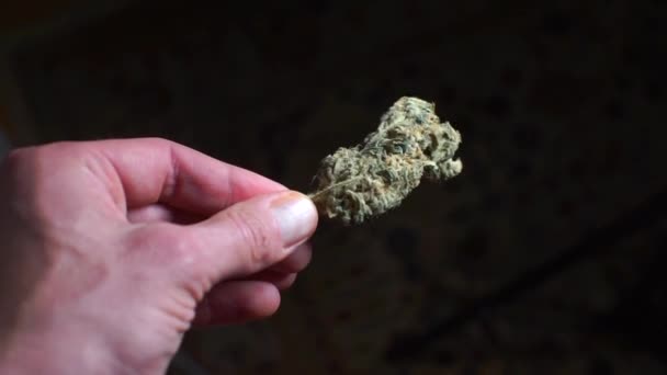 Рука держит и демонстрирует растение конопли перед использованием, медицинская марихуана — стоковое видео