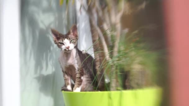 Lensbaby gato somnoliento sentado en el sol esperando entrenamiento — Vídeos de Stock