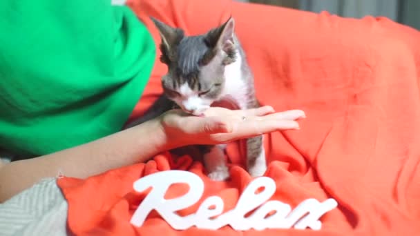 Домашний кот лижет руку своего хозяина — стоковое видео