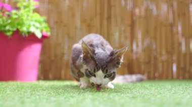 Kedi yemek yiyor. Veterinerde resepsiyonu bekliyor.