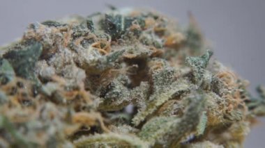 Polis adli tıp laboratuarında makro miktarda esrar.