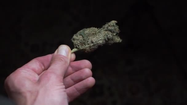 Bir uyuşturucu bağımlısının elinde marihuana — Stok video