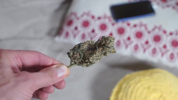 Man houdt cannabis knop in zijn hand voor het roken van een joint — Stockvideo