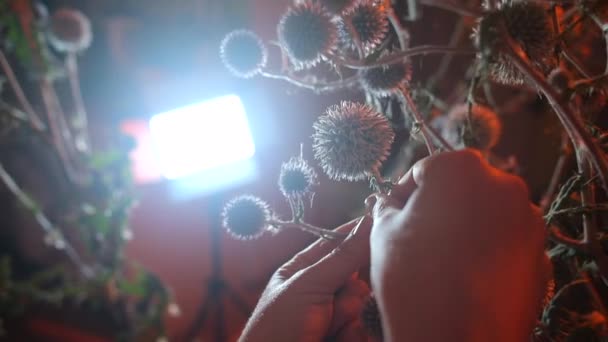 Close-up of wild spiny plants in the hands. — Stock Video