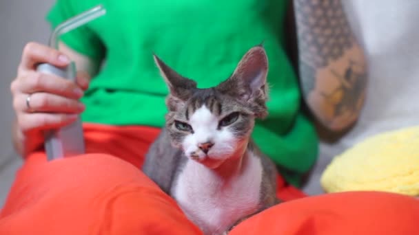 Обличчя кішки Девон Рекс сидить на колінах дівчаток. — стокове відео