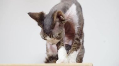 Kedi veterinerde resepsiyondan önce dilini yıkar.