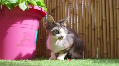 Kedi güneşte oturur, dikkatlice bakar, eğitmeni bekler.