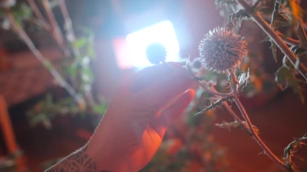 La niña corta las flores de una planta espinosa salvaje con tijeras . — Vídeo de stock