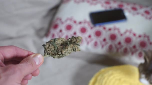 Drug dealer holding cannabis on a smartphone background — Stock Video