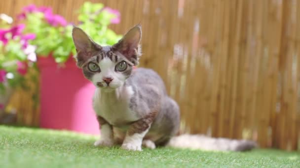 Il gatto accuratamente cerca, si guarda intorno, lecca, aspetta il cibo — Video Stock