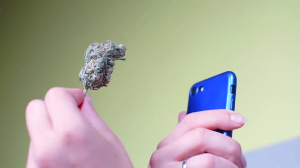 Konopí rostlina vyfocena na telefonu v kavárně — Stock video
