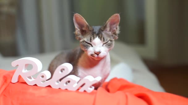 Cat devon rex falls asleep on the background of the inscription relax — Stock Footage Cat devon rex falls asleep on the background of the inscription relax Royalty Free Stock Footage