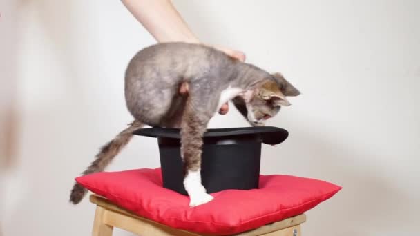 Magician puts the cat in the top hat, then takes the cat out of the top hat — Stock Video