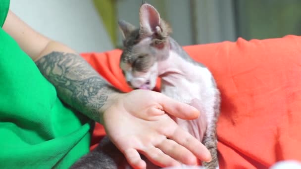 Eğitimli kedi dövmeli bir eli yalıyor, dost canlısı hayvanlar. — Stok video