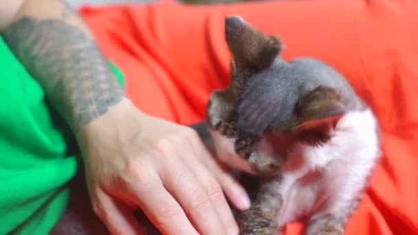 Vriendelijke kat likt vingers aan de dierenarts in een veterinaire kliniek — Stockvideo