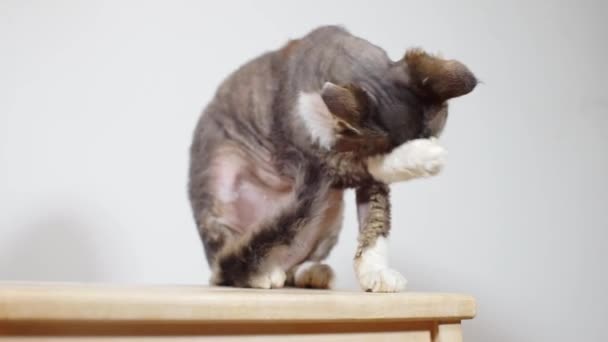 Retrato de un gato sentado lava su pata — Vídeos de Stock