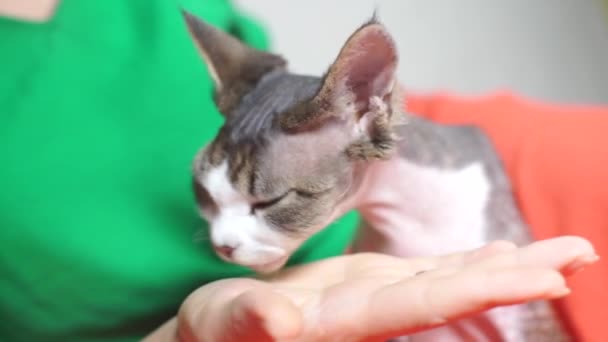 Primo piano di un gatto che lecca una palma — Video Stock