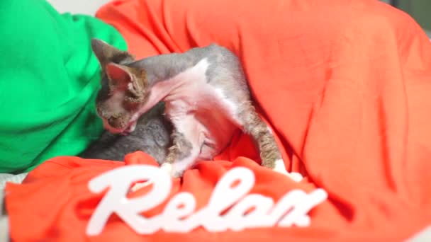 Кот моется, облизывает живот, надпись расслабляется — стоковое видео