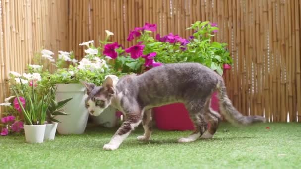 Gato doméstico sentou-se flores opostas na varanda — Vídeo de Stock