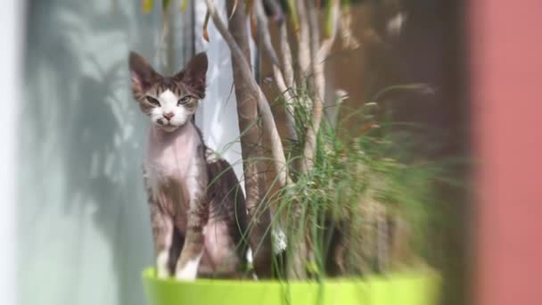 De kat koestert zich in de zon op een balkon bij de bloem — Stockvideo