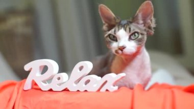 Yazı, Devon Rex 'in arka planında rahatla.