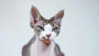 Devon Rex kedisi, beyaz arka planda yüz yüze.