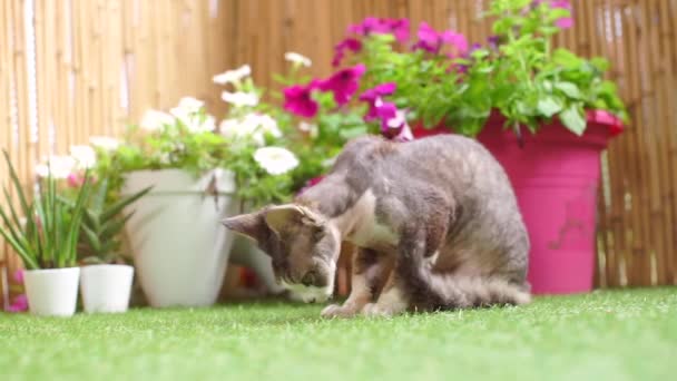 Кот моет лапу перед охотой — стоковое видео