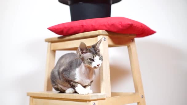 Macska devon rex ásít ül egy széken — Stock videók