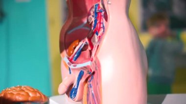 Okuldaki anatomi ofisinde çalışan bir adamın iç organlarının modeli..