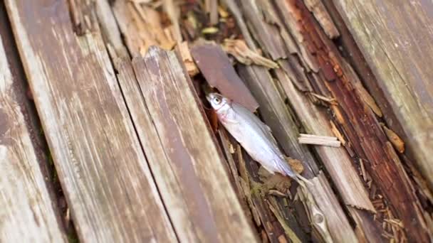 Trockener Fisch liegt im Riss des Bootes. — Stockvideo