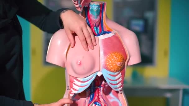 Збільшення внутрішніх органів манекена в офісі анатомії.. — стокове відео