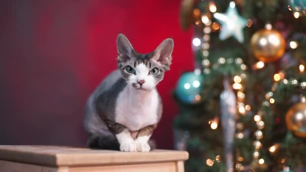 Cat Devon Rex está sentado cerca del árbol de Año Nuevo . — Vídeos de Stock