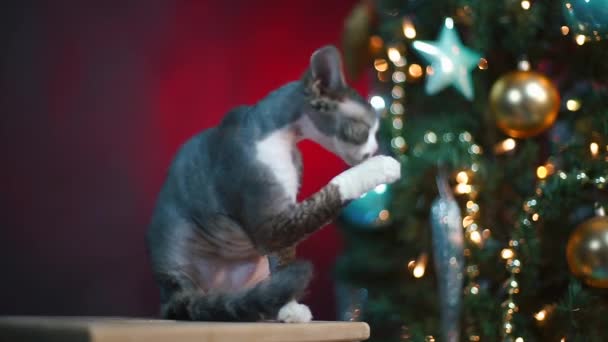 O gato lambe uma pata no fundo de uma árvore de Natal . — Vídeo de Stock