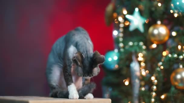 El gato gris lame su pata, lava, frota la oreja . — Vídeos de Stock