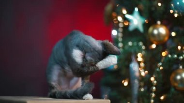 Evcil kedi Devon Rex Noel ağacının yanında oturuyor..