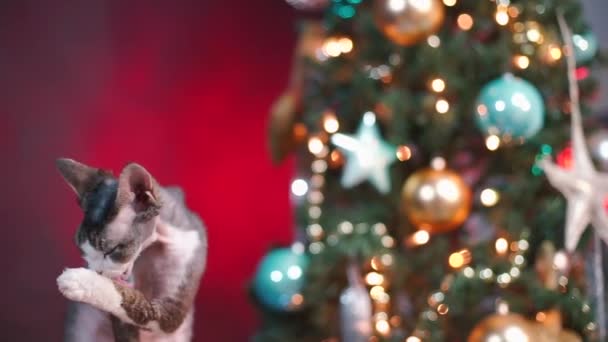 Плавний рух камери на різдвяній кішці . — стокове відео