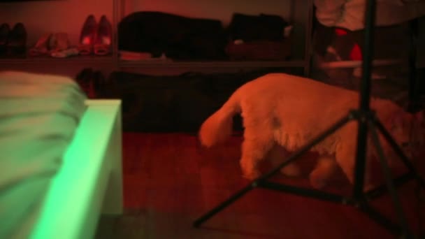 Close-up of a cat walking in a night room. — Stock Video