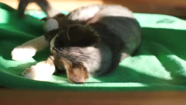 The cat lies in the sunlight, flips over — Stock Video