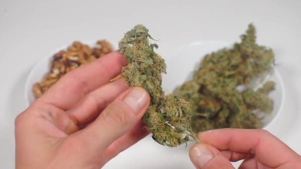 Krebsmedizin, Krebs Cannabis Pflege — Stockvideo