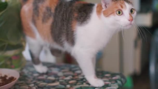 El primer plano del gato con los ojos grandes sobre la mesa en el apartamento . — Vídeos de Stock