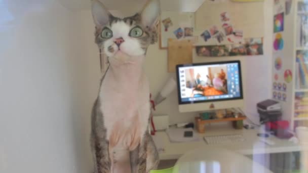 Devon Rex macska körülnéz — Stock videók