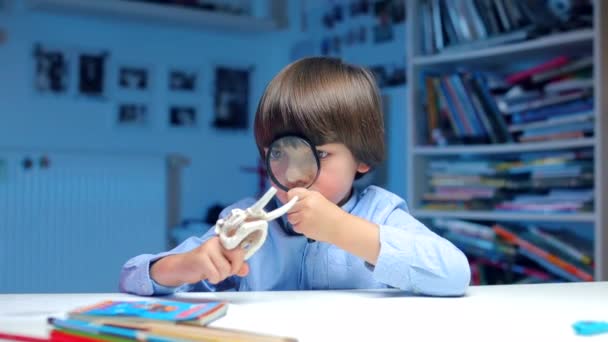 Child sitting at the table examines the animals bone through a magnifying glass — Stock Video