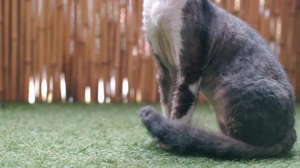 Cat sitting on the lawn carefully looks to the side — Stock Video